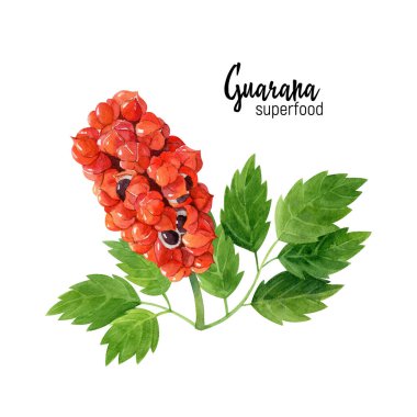 Organik süper gıda guarana (Paulinia cupana) bitki dalı, yaprak ve meyveli suluboya çizimi