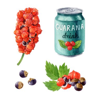 Organik süper gıda guarana (Paulinia cupana) bitki dalı, yaprak, meyve, tohum ve enerjik içecek kutusuyla suluboya çizimi.