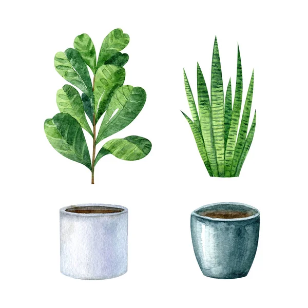 Watercolor Set Home Plants Pots Ficus Sansevieria Hygge Style Scandinavian — Stockfoto