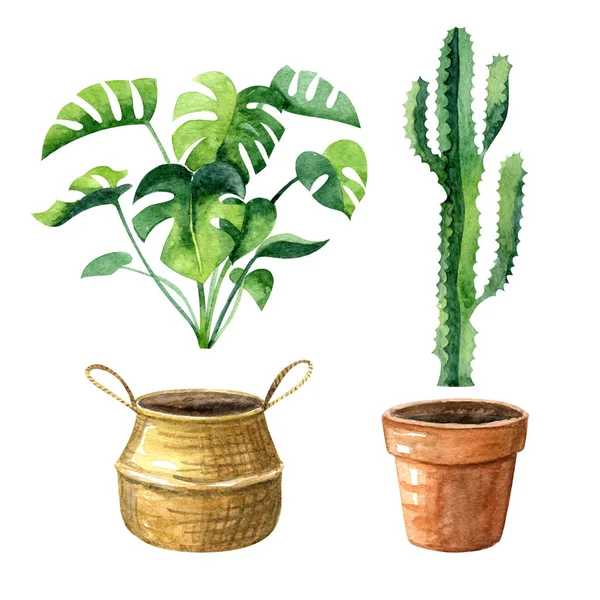 Watercolor Set Home Plants Pots Monstera Straw Basket Cactus Clay — Stok fotoğraf