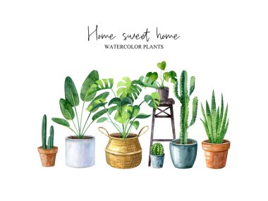 Beyaz arka planda izole edilmiş ev bitkileri (canavar, kaktüs, sansevieria) ile ev yapımı suluboya çizimi. Hygge stilinde kompozisyon. İskandinav iç mimarisi. Boho yaşam tarzı.