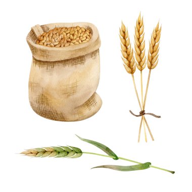 Bir torba buğday, buğday kulağı ve beyaz arka planda izole edilmiş yeşil buğday kulağı. Suluboya elle çizilmiş resim. El yapımı Clipart.