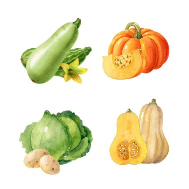 Beyaz arka planda izole edilmiş suluboya sebze koleksiyonu. Sonbahar hasadı, kabak, lahana, kabak, patates örnekleri. El çizimi Clipart.