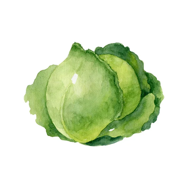 Head Green Cabbage Isolated White Background Watercolor Illustration Handmade Clipart — Stock Photo, Image