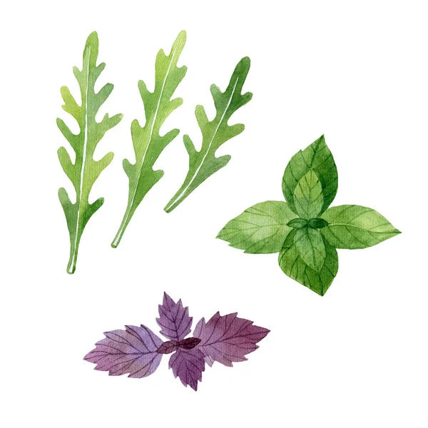 Arugula Leaves Violet Green Basil Leaves Isolated White Background Watercolor — 스톡 사진