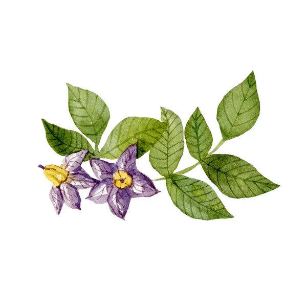 紫色土豆花和叶子在白色的背景上被隔离 水彩画手绘插图 亲手做的 — 图库照片