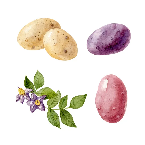 Watercolor Set Colored Potatos Potato Flowers Leaves Isolated White Background — Stock Photo, Image