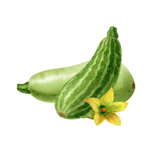 Acuarela Rayas Calabazas Verdes Con Flor Amarilla Aislada Sobre Fondo — Foto de Stock