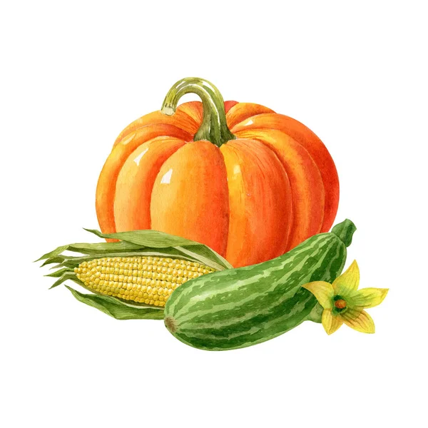 Orange Pumpkin Green Striped Squash Corn Cob Isolated White Background — Stock Photo, Image