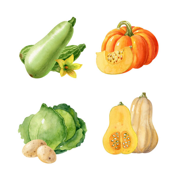 Collection of watercolor vegetables isolated on white background. Autumn harvest, food illustration of pumpkin, cabbage, squash, potatoes. Hand-drawn clipart.