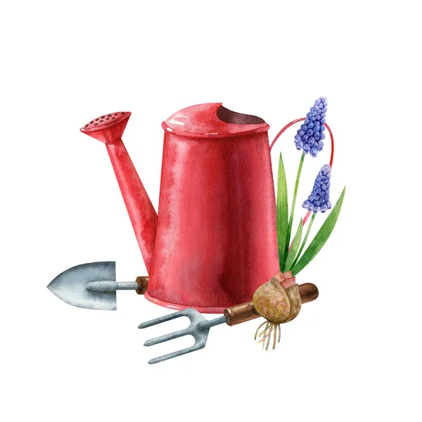 Red Watering Can Blue Muscari Bulb Garden Tools Isolated White — 스톡 사진