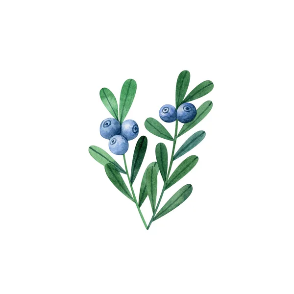 Dvě Borůvkové Větve Listy Bobulemi Izolovanými Bílém Pozadí Akvarel Ilustrace — Stock fotografie