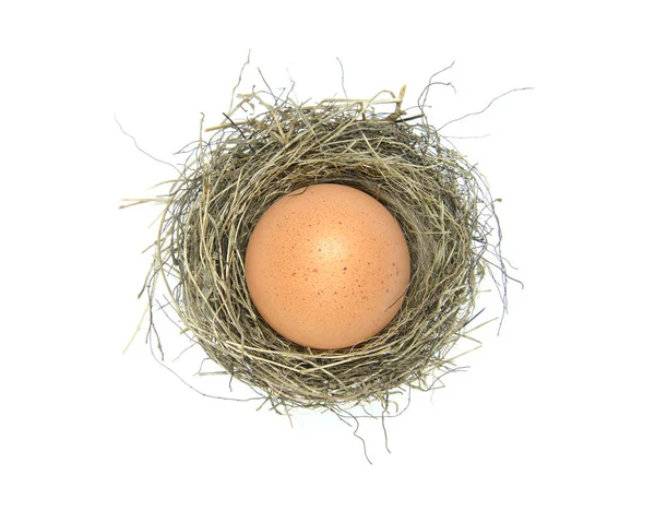 kuşlar yuva yumurta ile