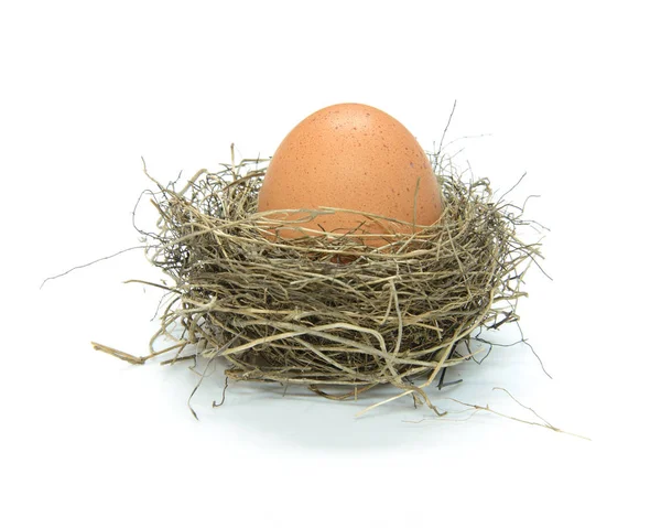 kuşlar yuva yumurta ile