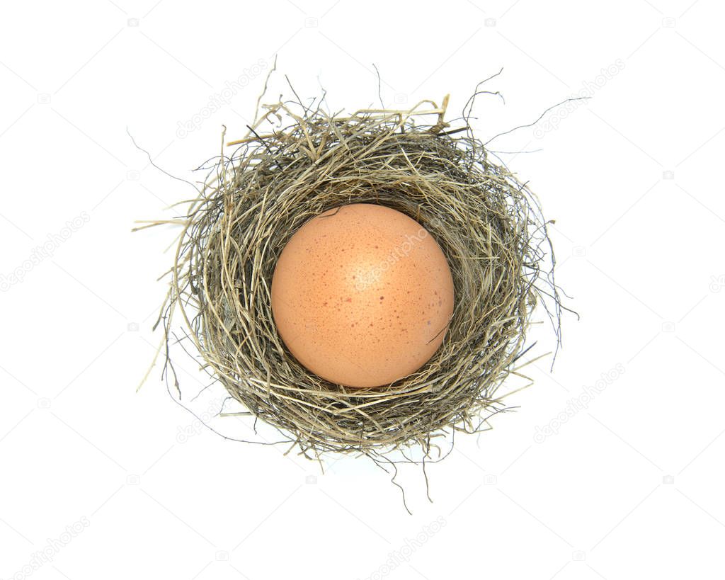 Birds nest with egg