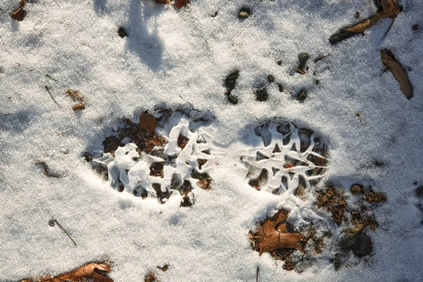 Bir ayak izi bir uzun yürüyüşe çıkan kimse veya runner yaptı karda
