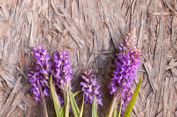 Üzümlü purpurea