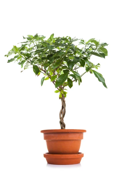 Arrayán en una maceta — Foto de stock © Madllen #15839143