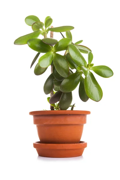 Small fresh green succulent in a little pot — Stock Photo, Image