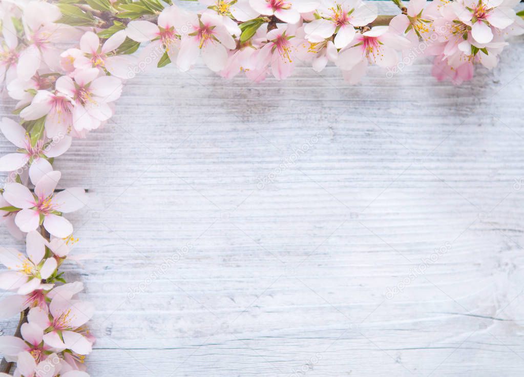 Spring border background with white blossom