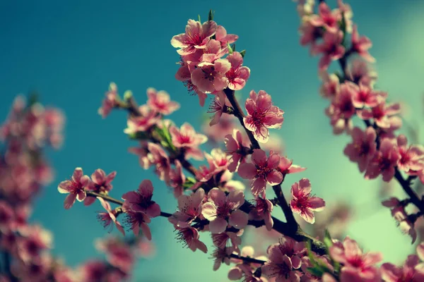 Pohon blossom di atas latar belakang alam / bunga musim semi / musim semi Backg — Stok Foto