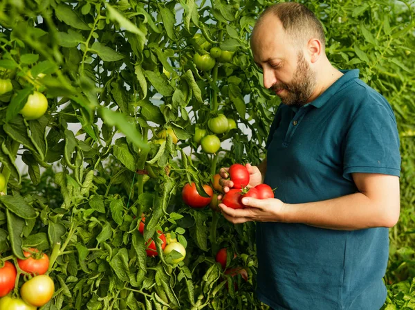 Barátságos ember betakarítás friss paradicsom az üvegházhatást okozó — Stock Fotó