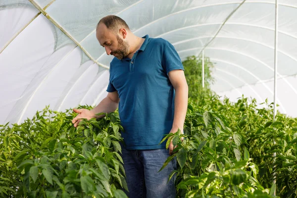Barátságos mezőgazdasági termelő a betakarítás friss zöldség a tetőtéri gre — Stock Fotó