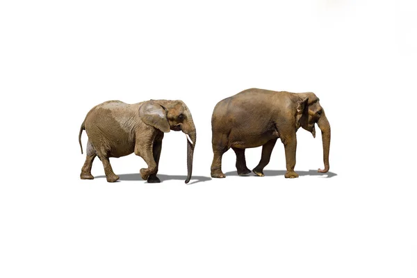 Фото Двух Взрослых Слонов Идущих Лицом Вниз Isolated White Background — стоковое фото