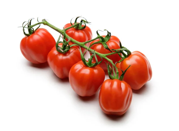 Tomate Tomatenzweig Tomaten Isoliert Auf Weiß — Stockfoto