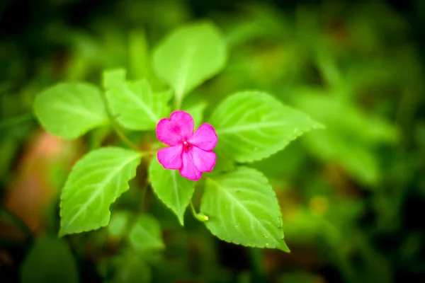 Flower on Green Leaves — Stock Photo, Image