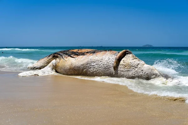 Myte Lądzie Decomposing Wieloryba Ipanema Beach Rio Janeiro — Zdjęcie stockowe