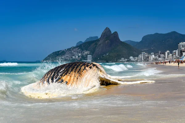 Πλυθεί Στην Ξηρά Αποσύνθεση Φάλαινα Στην Παραλία Της Ιπανέμα Ρίο — Φωτογραφία Αρχείου