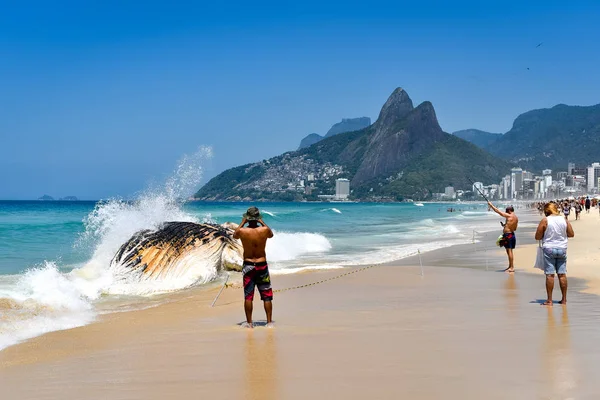 Бразилия Рио Жанейро Ноябрь 2017 Выброшенный Берег Разлагающийся Кит Пляже — стоковое фото