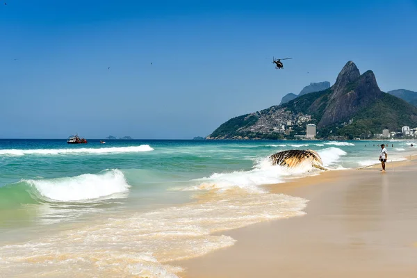 Бразилия Рио Жанейро Ноябрь 2017 Выброшенный Берег Разлагающийся Кит Пляже — стоковое фото