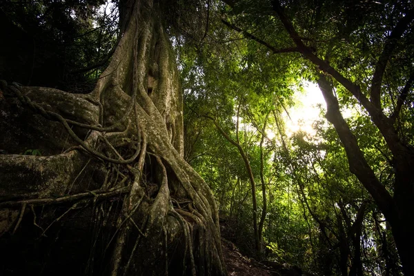 Big Tree Roots Rock Forest Sun Shining — Stock Photo, Image