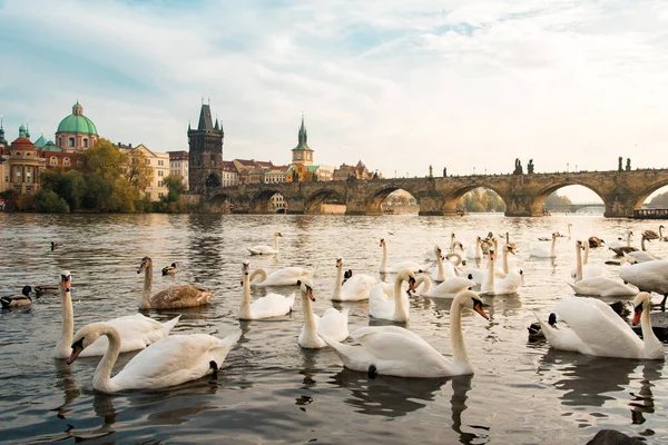 ヴルタヴァ川とカレル橋での白鳥の眺めチェコ プラハの後ろ — ストック写真