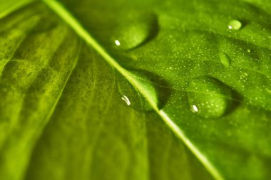 Bitki listesi bir damla su ile