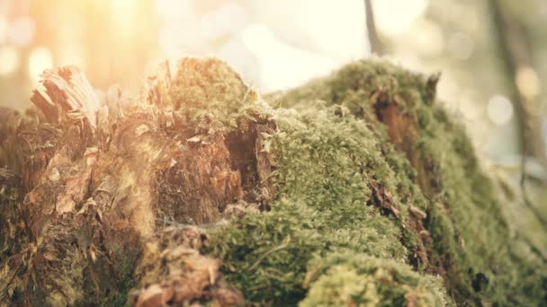 夏日阳光录像中覆盖着苔藓的树桩 — 图库视频影像