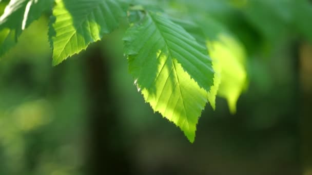 Feuilles de hêtre au coucher du soleil comme fond vidéo 