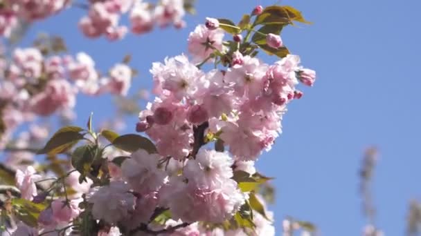 Printemps Journée Ensoleillée Avec Des Fleurs Cerisier — Video