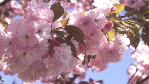 Primavera Dia Ensolarado Com Flores Cerejeira Vídeo — Vídeo de Stock