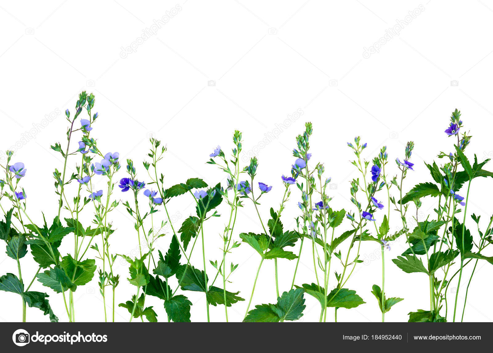Isolated Small Purple Flowers The Name Of The Flower Is Veronic Stock Photo C Photojulia