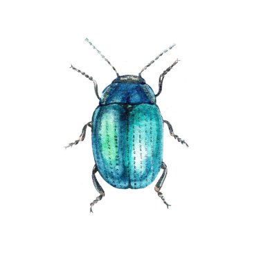 watercolor hand drawn illustration Chrysolina coerulans Chrysomelinae.