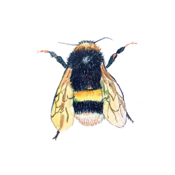 Watercolor hand-drawn bumblebee or humble-bee — Stok fotoğraf
