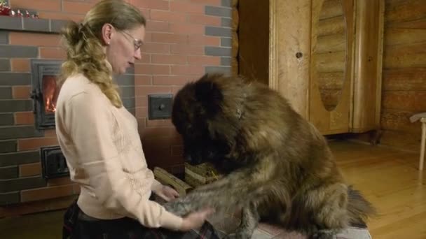 Žena Hraje Velkým Bělošským Pastýřem Interiéru Dřevěného Domu Pozadí Hořících — Stock video