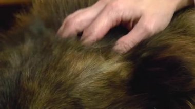 Dişi el, hayvanların kafasında uzun kahverengi saçları nazikçe okşar. El ve canlı montun detaylarına yakın plan..