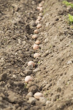 Tohum patates satır