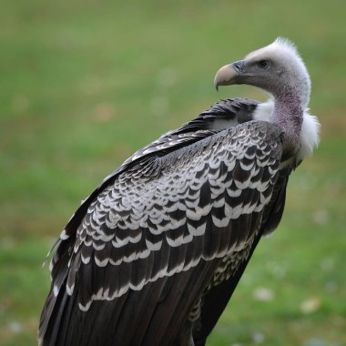 Arka planda çimen olan akbaba.