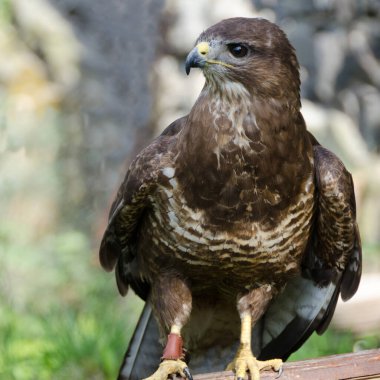 Şahin olarak kalmanın portresi