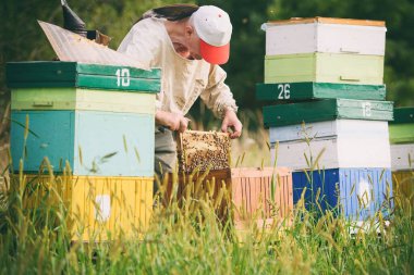 Arı yetiştiricisi kovanlardan bal toplar.